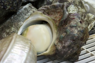 ヤコウガイ 貝の図鑑