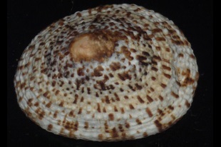 ヨメガカサガイ 貝の図鑑