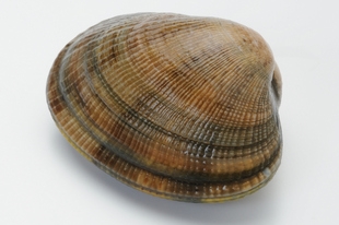 アサリ 浅蜊 貝の図鑑