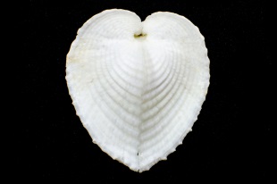 リュウキュウアオイガイ ハート形の貝 貝の図鑑